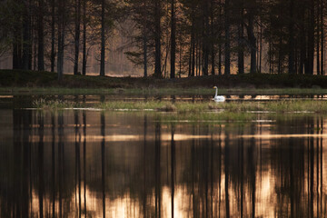 A lonely Whooper swan, Cygnus cygnus swimming on a summery calm lake near Kuusamo, Northern...