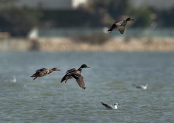 Mallard ducks landing at Tubli bay, Bahrain