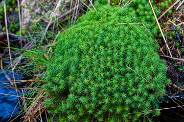 Polytrichum formosum 