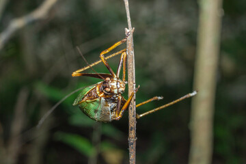 grillo cafe con verde sobre árboles o rocas