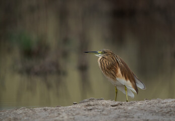 Portrait of a Squacco Heron at Asker marsh, Bahrain