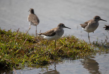 Wood sandpipers standing in a lake