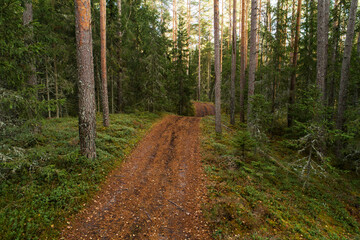 Small forest dirt path used as a hiking trail in autumnal boreal forest of Estonia.	