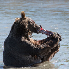 Kamchatka brown bear catches fish in the river in summer