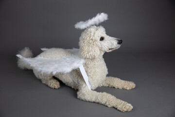 Hund, Pudel , als Engel mit Flügeln und Heiligenschein