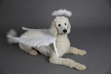 Hund, Pudel , als Engel mit Flügeln und Heiligenschein