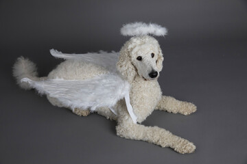 Hund, Pudel , als Engel mit Flügeln und Heiligenschein