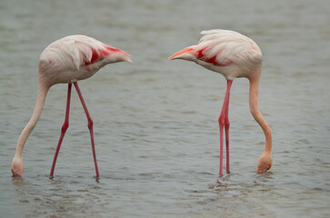 A pair of Greater Flamingos feeding at Eker creek in the morning, Bahrain