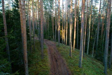 Fototapeta na wymiar Small forest dirt path used as a hiking trail in autumnal boreal forest of Estonia. 