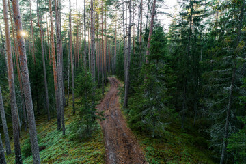 Small forest dirt path used as a hiking trail in autumnal boreal forest of Estonia.	