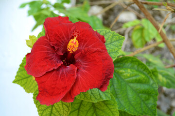 Beautiful red hibiscus flower on a green background.