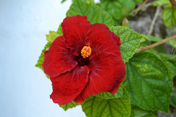 Beautiful red hibiscus flower on a green background.