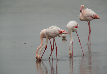 Greater Flamingos feeding at Eker creek in the morning, Bahrain