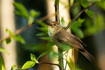 European songbird Willow warbler, Phylloscopus trochilus perched on branch and singing in Estonia, Northern Europe.	