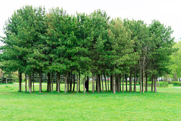Group of green trees in the summer park. In the background of the car.