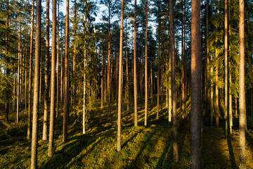 Beautiful and sunny boreal forest with tall pine and spruce trees during late autumn, shot in Estonia, Northern Europe.