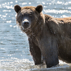 Kamchatka brown bear catches fish in the river in summer