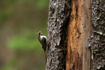 Small woodland bird Eurasian treecreeper, Certhia familiaris searching for some food in boreal forest in Northern Europe. 