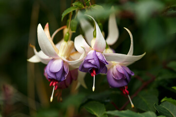 blossoming delicate magenta fuchsia flowers on a natural background