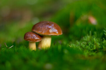 Zwei junge Maronen Röhrlinge stehen im Moos