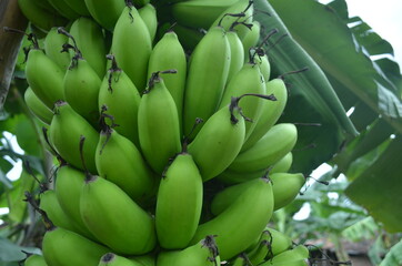close up of fresh banana hanging on banana tree in the banana plantation