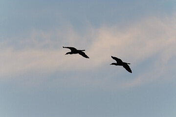Cormorants flying in the sky - Lyon Miribel Jonage
