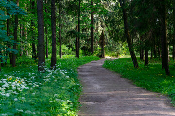 Fototapeta na wymiar Summer forest road through the forest. Grass, trees.