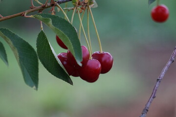 Obraz premium cherries on the tree