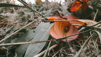 orange cap boletus