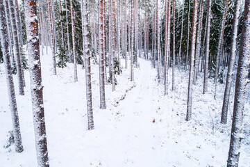 Fototapeta premium Snowy and cold wintery Estonian wild coniferous forest in Northern Europe. 