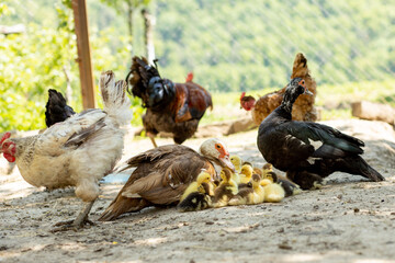 Fototapeta premium Mother duck with her ducklings. There are many ducklings following the mother.