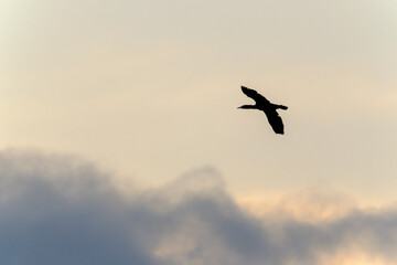 Fototapeta na wymiar Cormorant in flight