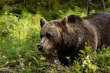 Large predator Brown bear, Ursus arctos sniffing a plant in a summery Finnish taiga forest, Northern Europe.	