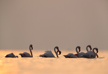 Greater Flamingos and dramatic hue during sunrise Asker coast, Bahrain