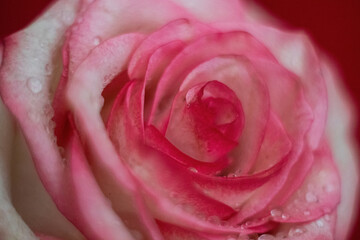 Macro. Rose close-up. Water drops on the petals. Pink and white flowers