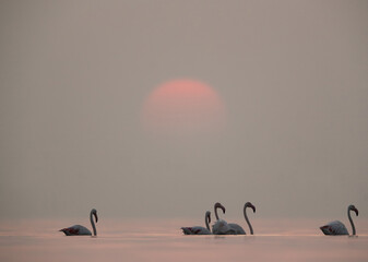 Greater Flamingos and dramatic sunrise Asker coast, Bahrain