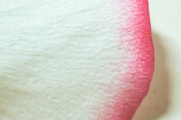 Macro. Rose close-up. Pink and white flowers