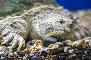 A snapping turtle with large claws on the gravel in the water