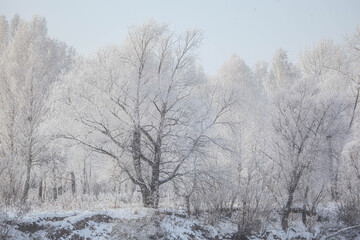 Winter landscape on a river with tree in frost