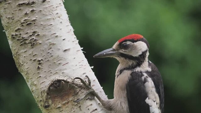 Buntspecht sucht nach Futter und sitzt an einer Birke, dendrocopus major, slow motion