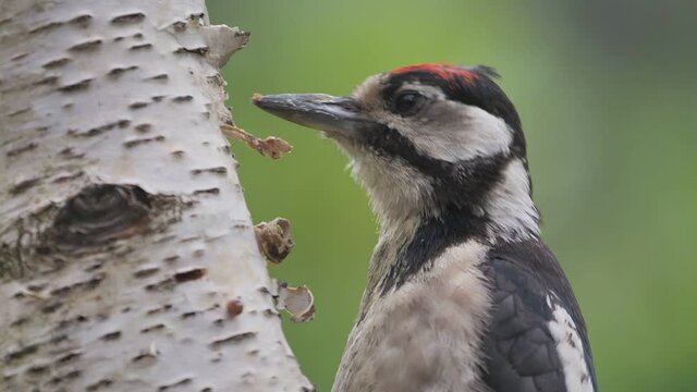 Nahaufnahme vom Kopf beim Buntspecht: Specht sucht nach Futter und h&auml;mmert gegen eine Birke, dendrocopus major, slow motion