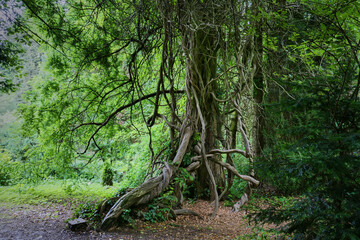 Lianas climbing a old tree,Metasequoia glyptostroboides tree	