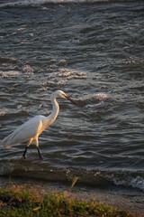 great heron ardea cinerea