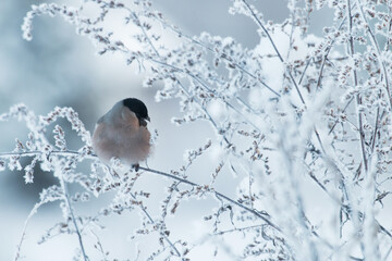 Female Eurasian Bullfinch, Pyrrhula pyrrhula feeding on a frosty weed during a cold winter evening in Northern Europe. 