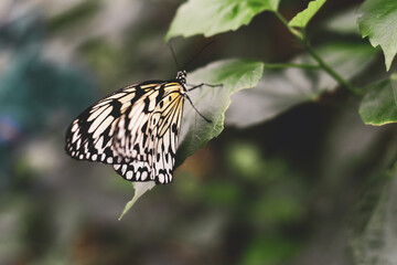 Butterfly perched on a leaf with detailed and beautiful yellow pattern on wings