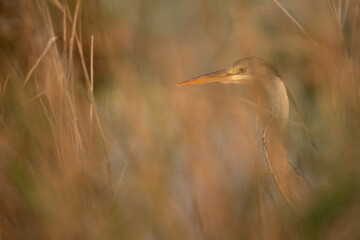 Grey Heron at Asker marsh with bokeh of foreground bushes, Bahrain