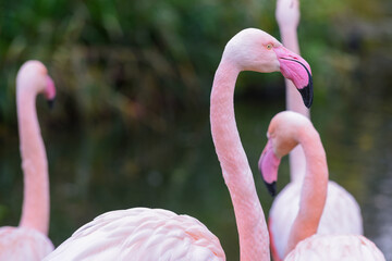Pink flamingo with long neck in profile view