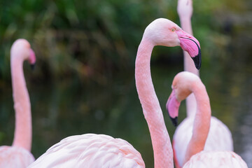 Naklejka premium Pink flamingo with long neck in profile view