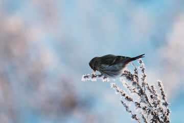 Small European winter migratory bird Common redpoll, Acanthis flammea on a frosty weed branch during a cold sunset in Estonian countryside, Northern Europe.	
