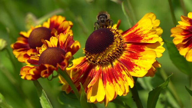 Helens Flower (Helenium), flowers of summertime